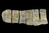 6.9" String of Ichthyosaurus Vertebrae - Whitby, England - #130199-2
